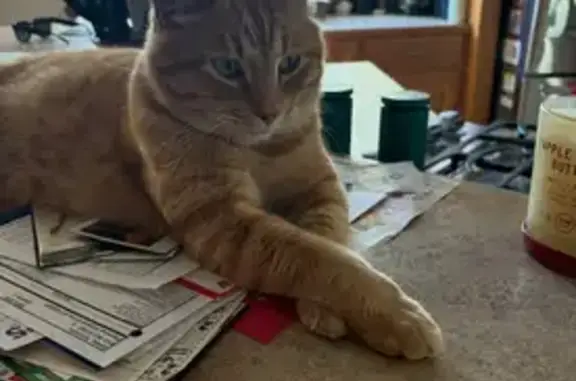 Lost Orange Tabby: Reward Offered!