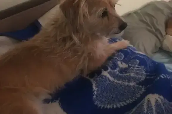 Lost pets Phoenix, photo: Lost Skittish Golden Dog in Phoenix