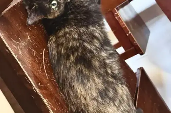 Lost Shy Tortoise Cat on Vandiver Dr