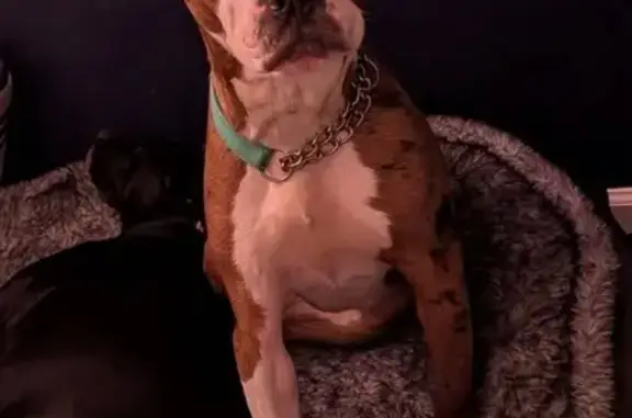 Lost Dog: Shy, Spotted, Teal Collar