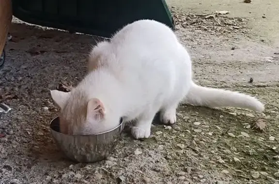 Chat trouvé , photo: Chat mâle blanc trouvé à Serviès