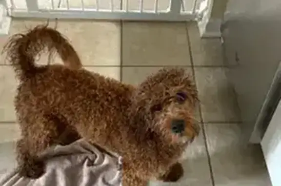 Lost Cavapoo: Red/Brown, 23 lbs, Myrtle Beach