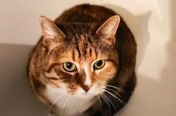 Lost Tabby: East Meadow Lane,...