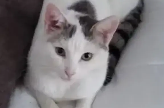 Chat sociable perdu à Villepinte - photo