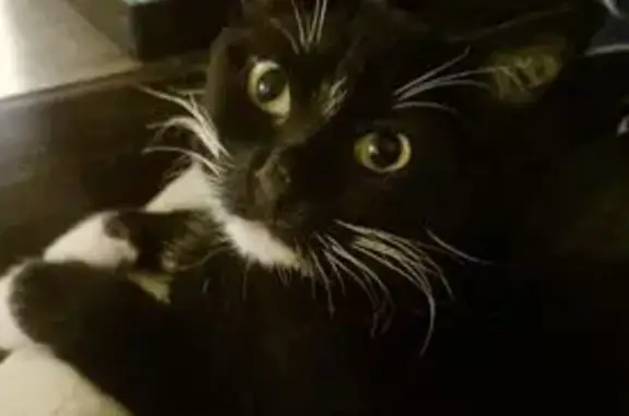 Lost Cat: Black & White Paws i...