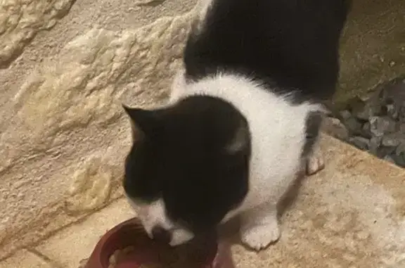 Animaux trouvés Garat, photo: Chaton noir et blanc trouvé à Garat