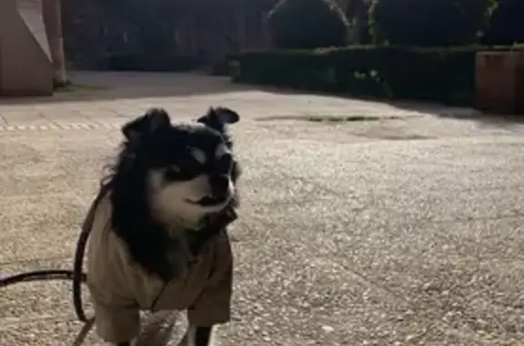 Riley se escapó anoche de nuestra casa en la calle Segovia. No lleva collar pero tiene microchip. Es un chihuahua blanco y negro de pelo largo.