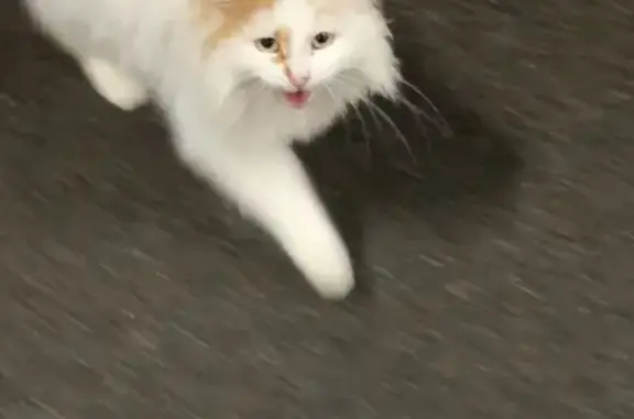 Animaux trouvés , photo: Petite chatte trouvée près de l'école Berru