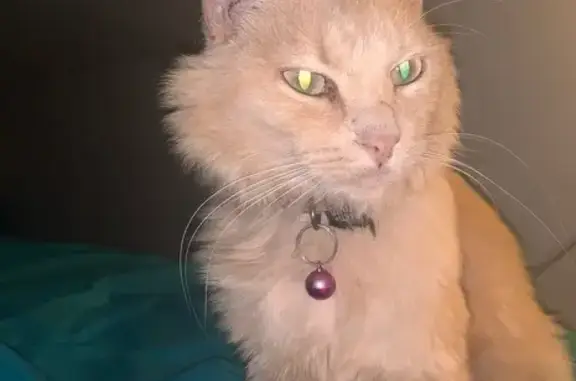 Chat beige perdu, femelle, Laigneville - photo