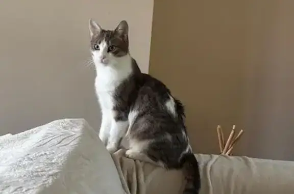 Chat disparu à Versailles : tâches blanches - photo