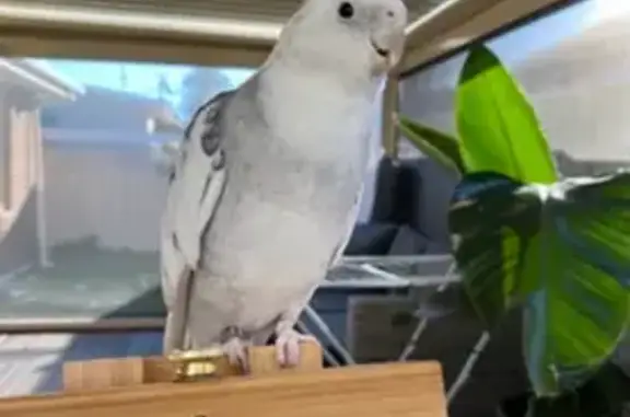Help Find Our Sweet Lost Bird - NSW