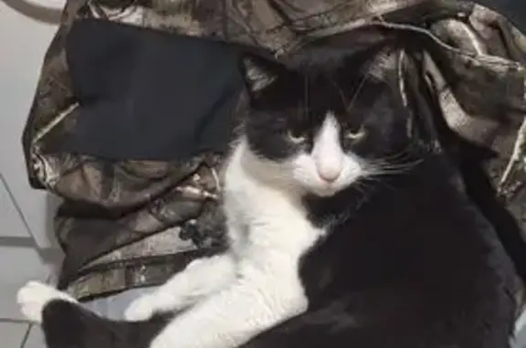 Chat perdu : Vanille, câlin et curieux - photo