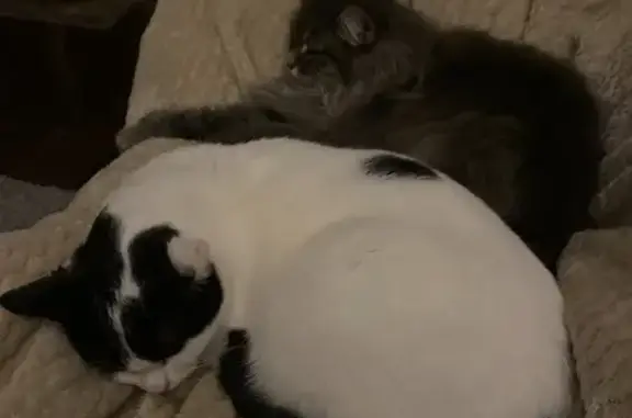 Chat perdu : blanche avec taches noires - photo