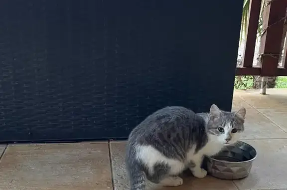Chat trouvé , photo: Chaton gris et blanc trouvé à Antichan