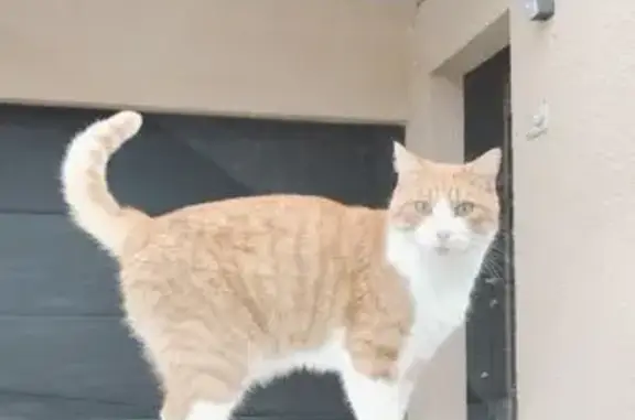 Chat blanc et roux perdu à Quimper - photo