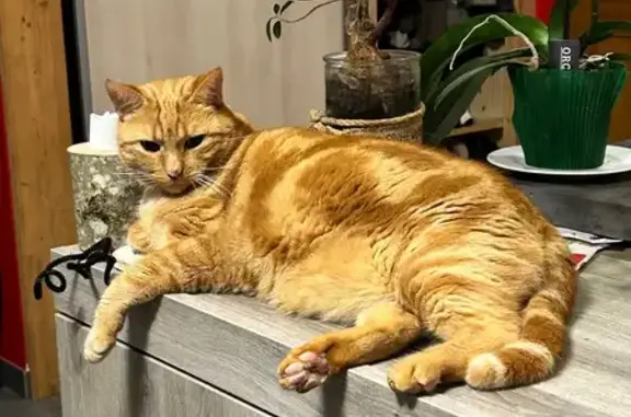 Animaux perdus Rixheim, photo: Chat roux perdu, collier gris, Rix