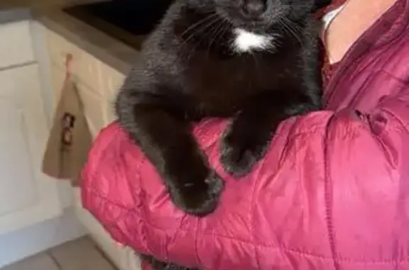Chat trouvé Fleury-les-Aubrais, photo: Chat noir et blanc trouvé à Fleury-les-Aubrais