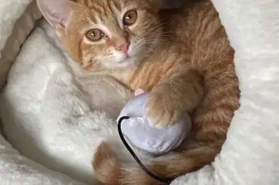 Chat perdu, Bouaye, photo: Chaton roux Nala 5 mois disparu à Bouaye
