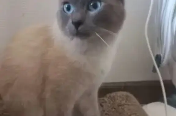 Chat non castré perdu, Rue du Dauphiné - photo