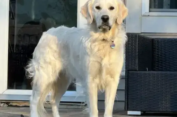 Lost White Retriever: Purple Collar Alert - photo