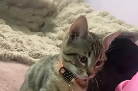 Chaton tigré perdu avec collier orange - photo