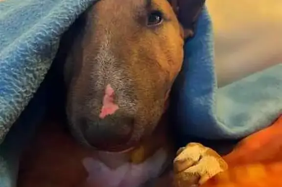 Bull Terrier Miniature Rouge Disparu à Caillac - photo