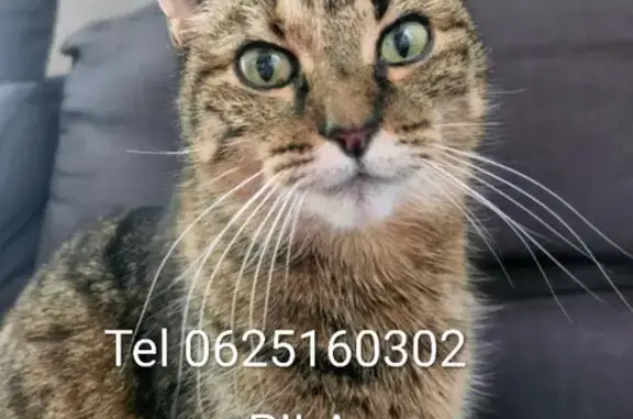 Chatte tigrée disparue à Cestas - photo