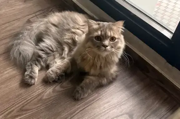 Lost Cat: Grey & White, Yellow Eyes