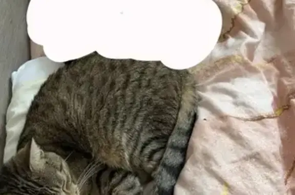 Animaux perdus Mathay, photo: Chat tigré disparu à Mathay, Rue de la Roche