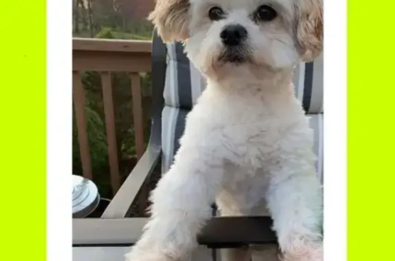 Lost Elderly Dog: Sal Needs Help Now!