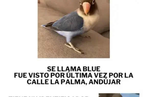¡Ave Perdida! Azul con Anilla Roja en Andújar - photo