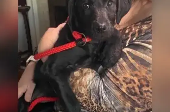 Lost and found pets Oak Ridge, photo: Found: Black Puppy on Virginia Rd, Oak Ridge