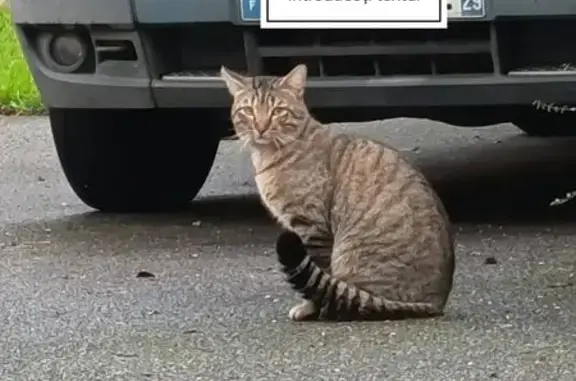 Animaux perdus Quimperlé, photo: Chat tigré perdu à Quimperlé