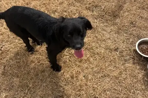 Found: Friendly Dog on Columbi...