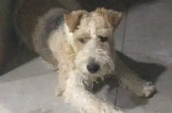 Fox Terrier Perdido en Totana: Cariñoso y Sociable
