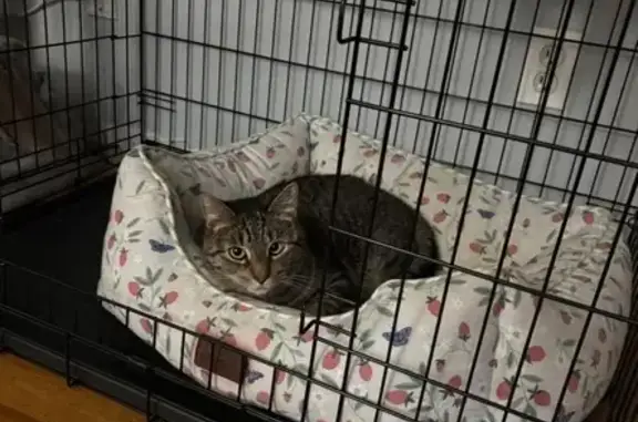 Lost Cat: Small, Friendly, Ski...