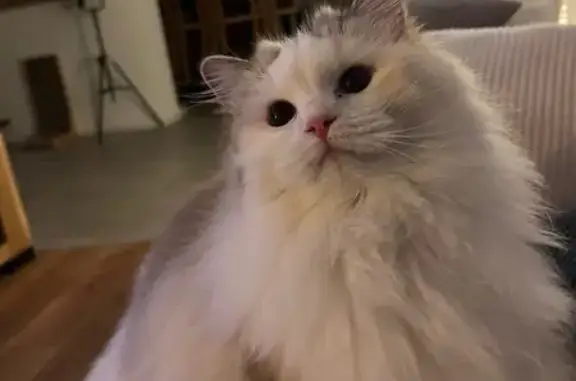 Animaux perdus Les Fourgs, photo: Chat Ragdoll perdu, rue du Tillot, Les Fourgs