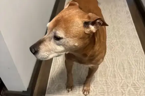 Found: Well-Trained Dog on Sug...