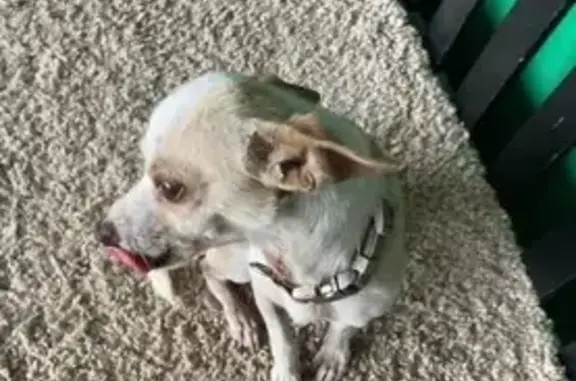 Perros perdidos, Nuevo Laredo, foto: ¡Ayuda! Chihuahua Perdido en Nuevo Laredo