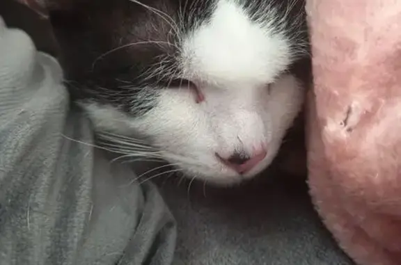 Animaux trouvés Poitiers, photo: Chat noir et blanc trouvé à Poitiers