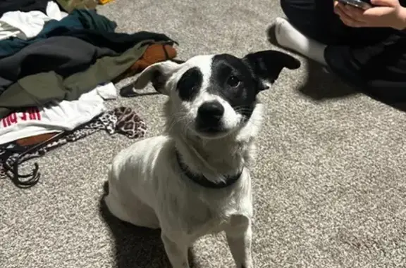 Found: Sweet Skittish Dog on E...