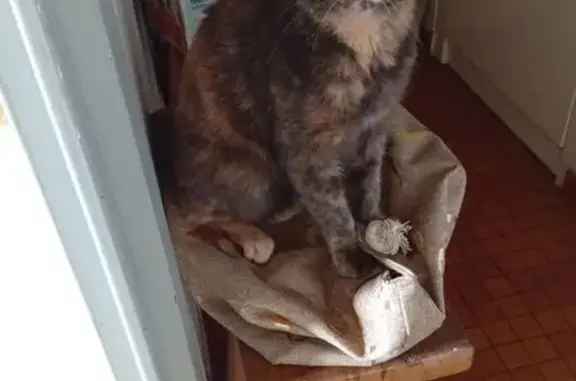 Chatte écaille disparue, Le Deschaux - photo