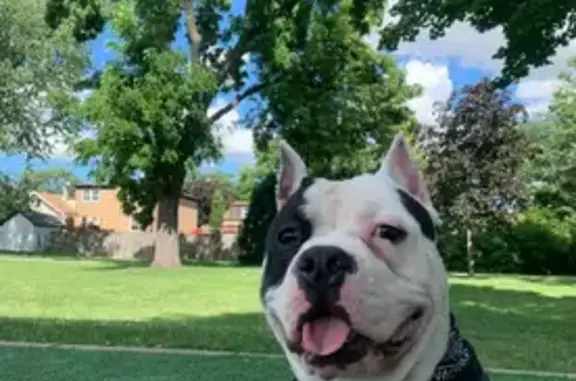 Lost American Bully: Sick & Needs Meds