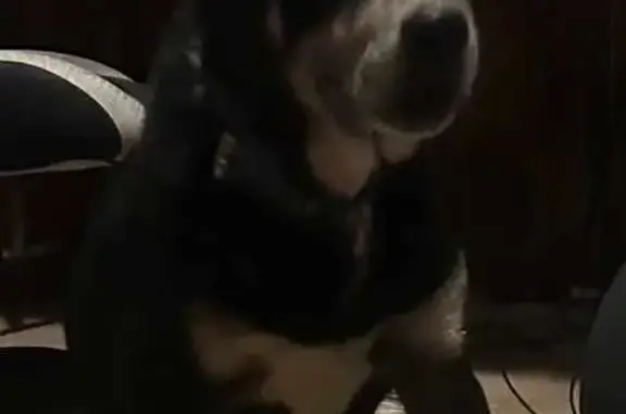 Found Rottweiler Pup on Ingles...