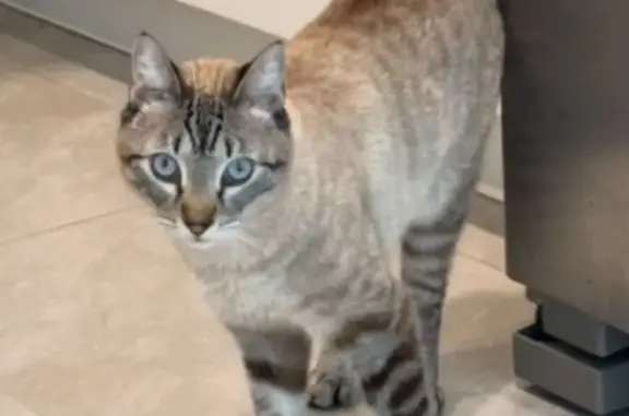 Lost and found pets Port Orange, photo: Lost Lynx Pointe Cat: Southwinds Drive