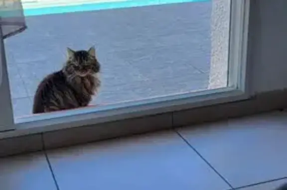 Chat tigré craintif perdu à Pollestres - photo