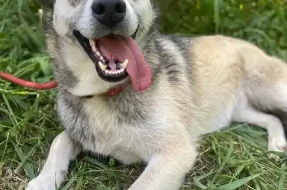 Chienne croisée disparue à Courcelles - photo