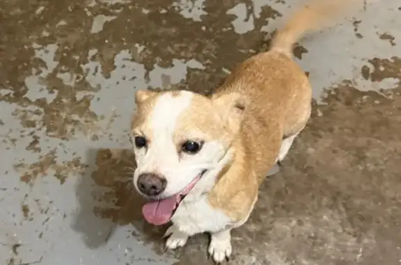 Missing Senior Dog: Brown & White, Honolulu