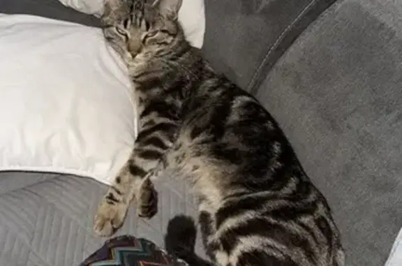 Animaux perdus Créhange, photo: Chat tigre 2 ans perdu à Créhange