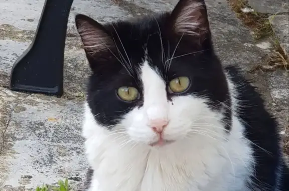 Animaux perdus Quiberon, photo: Chatte 16 ans perdue à Quiberon